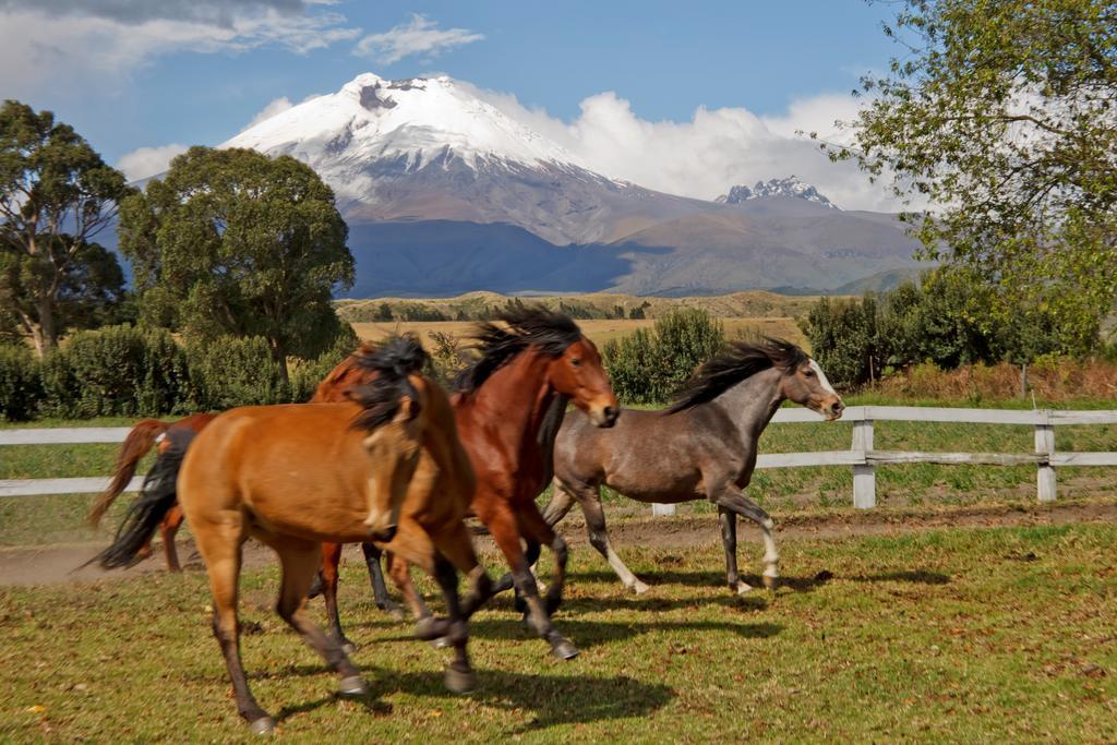 Hacienda San Agustin De Callo ラッソ エクステリア 写真